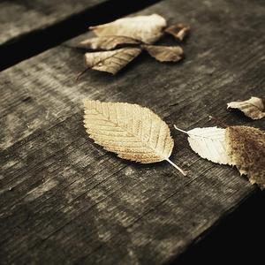 免费A片大片av观看不卡
